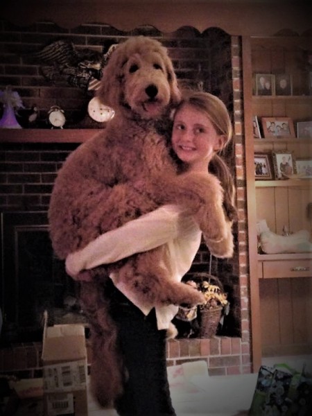 Molly and Mally (Goldendoodle) - young girl holding a dog