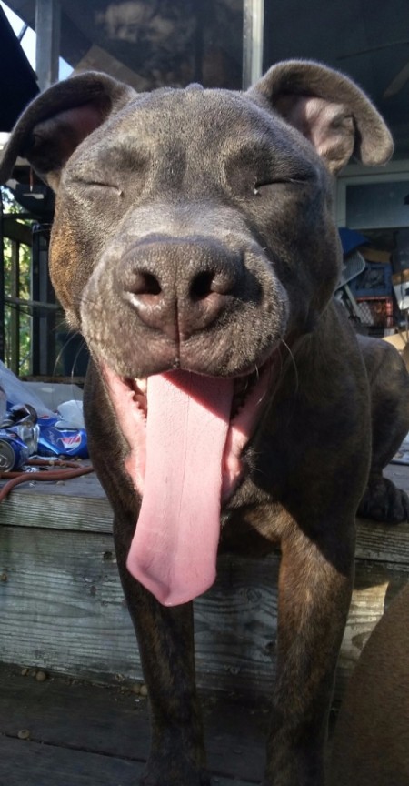 Kobe (Pit Bull) - dog with eyes closed and tongue out