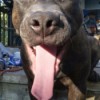Kobe (Pit Bull) - dog with eyes closed and tongue out