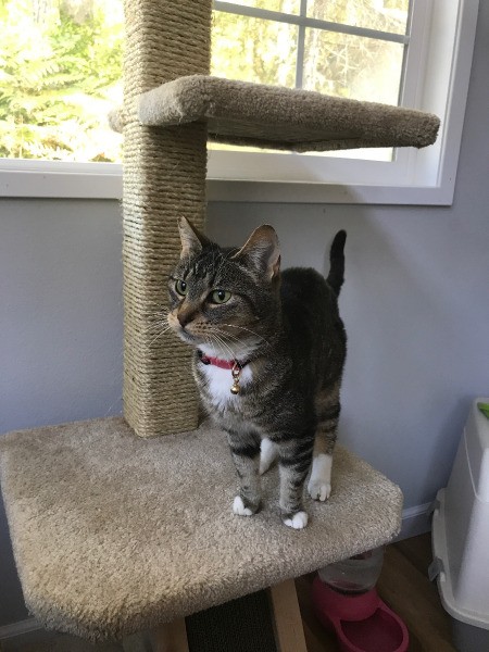 Refinishing a Cat Tree - Jelly on lower shelf of refurbished cat tree