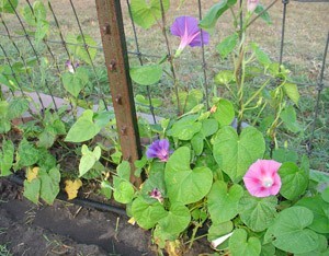 Pink morning glories growing up a structure.