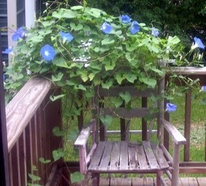 Blue morning glories growing up a porch and over an old wooden rocking chair.
