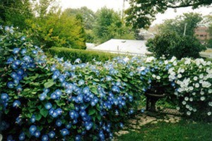 Blue morning glory blossoms on a fence.