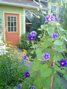 Purple morning glory blossoms in a front yard garden.