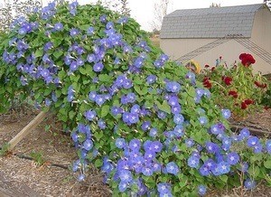 Blue morning glories in bloom.
