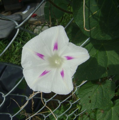 A white morning glory blossom on a chain link fence.