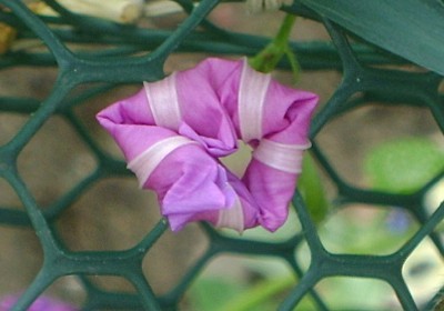 A pink morning glory blossom opening up.