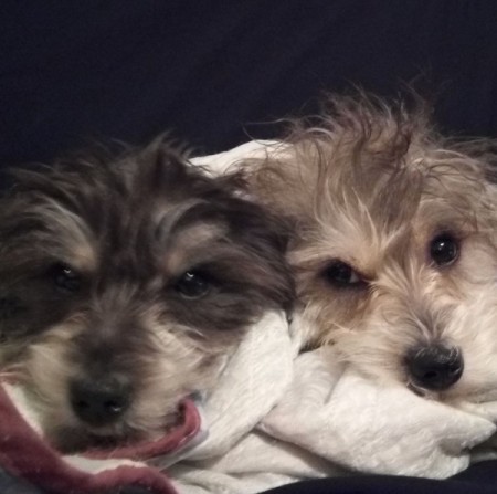 Miley Pumpkin and Butterbean (Mini Schnauzer/Chihuahua Mix) - two small dogs with wiry hair
