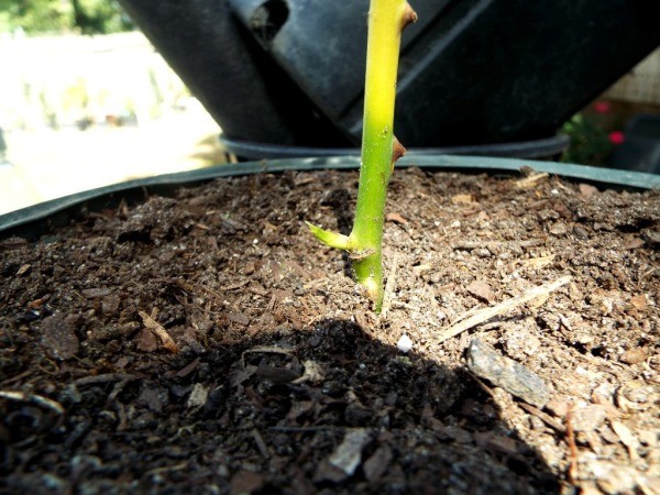 Don't Discard Sick Plants Too Hastily  - dying rose rooting