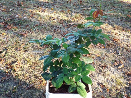 Don't Discard Sick Plants Too Hastily -  rose recovered from stem rot