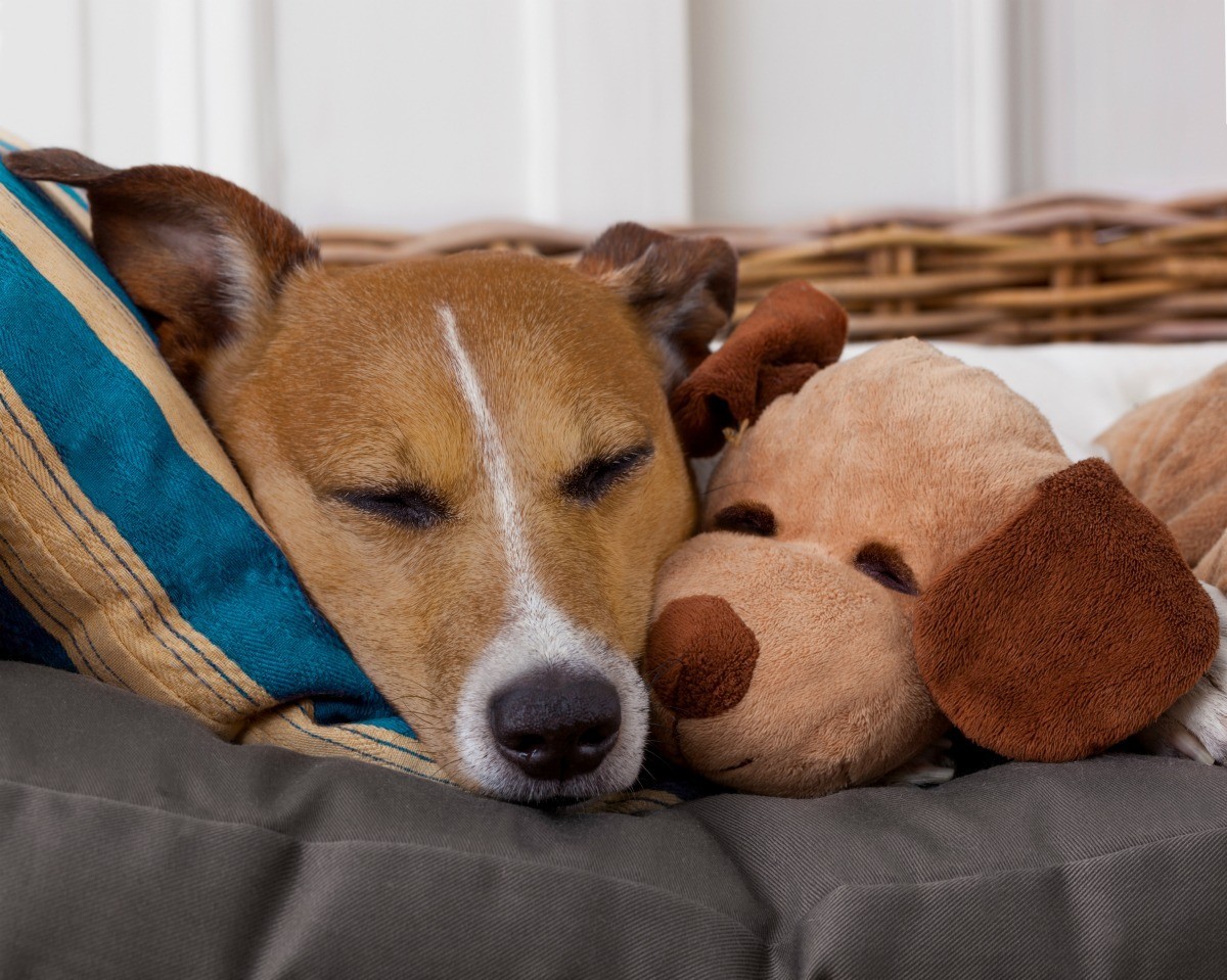 dog with stuffed animal