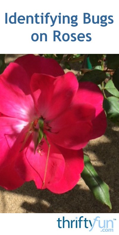 Identifying Bugs On Roses Fancy6 