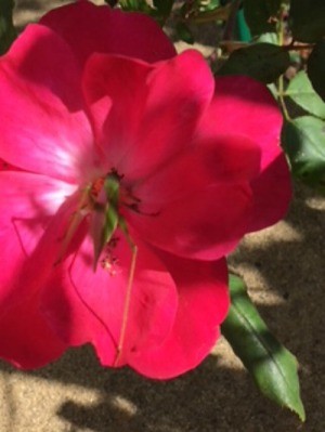 Identifying Bugs on Roses - bug in center of red rose