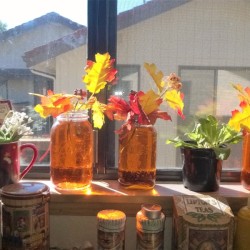 A collection of jars displayed in a window, with orange colored water.