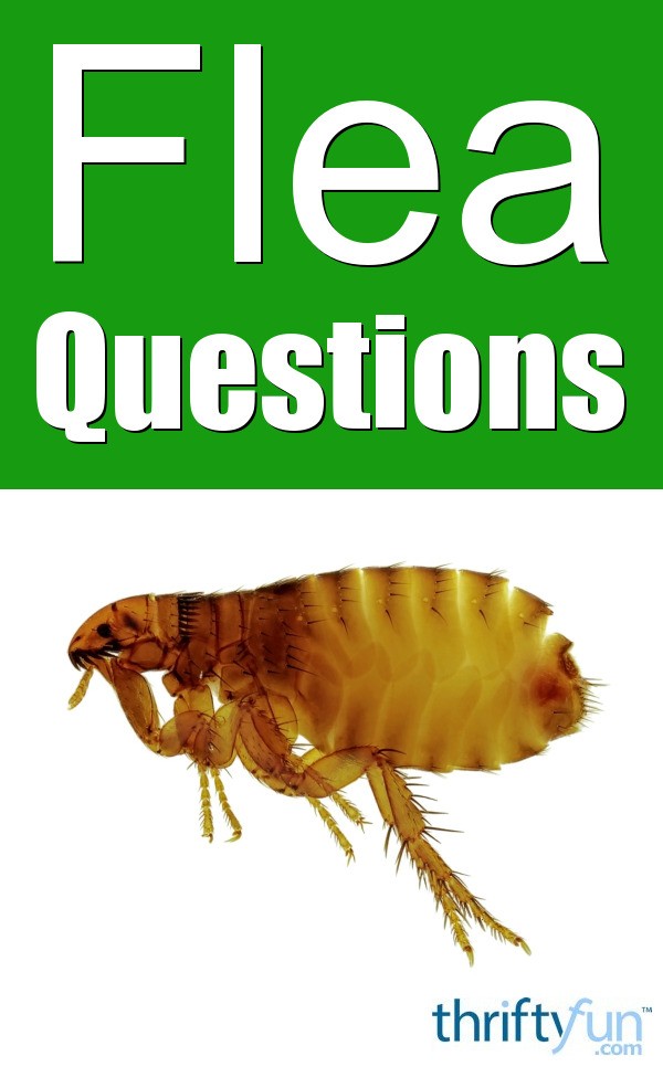 Flea Questions | ThriftyFun