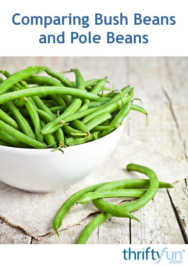 comparing-bush-beans-and-pole-beans-thriftyfun