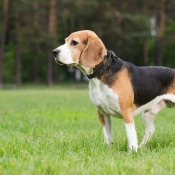 Beagle Photos