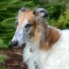 Borzoi (Russian Wolfhound) Breed Information and Photos