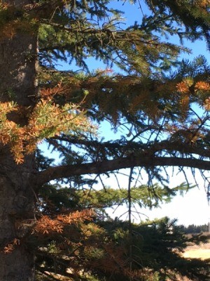 Evergreen Tree Needles Are Turning Brown