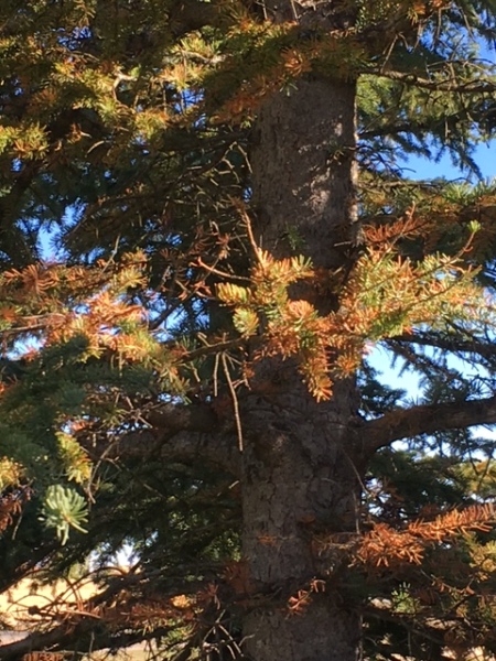 Evergreen Tree Needles Are Turning Brown - tree with brown needles