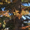 Evergreen Tree Needles Are Turning Brown - tree with brown needles