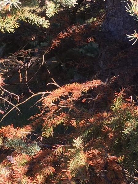 Evergreen Tree Needles Are Turning Brown