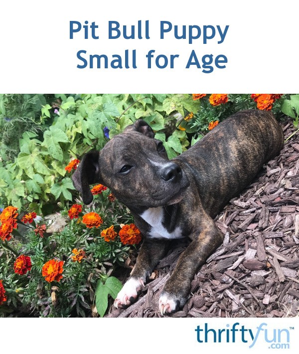 cute little pitbull puppies