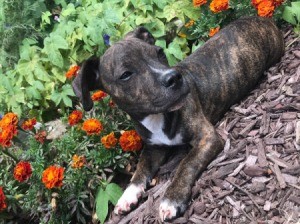 Pit Bull Puppy Small for Age - brindle puppy in garden