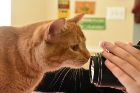 A cat sniffing a camera lens.