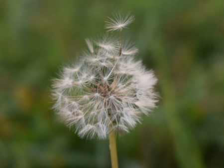 A dandelion seed head with seeds just starting to be blown.