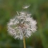 A dandelion seed head with seeds just starting to be blown.