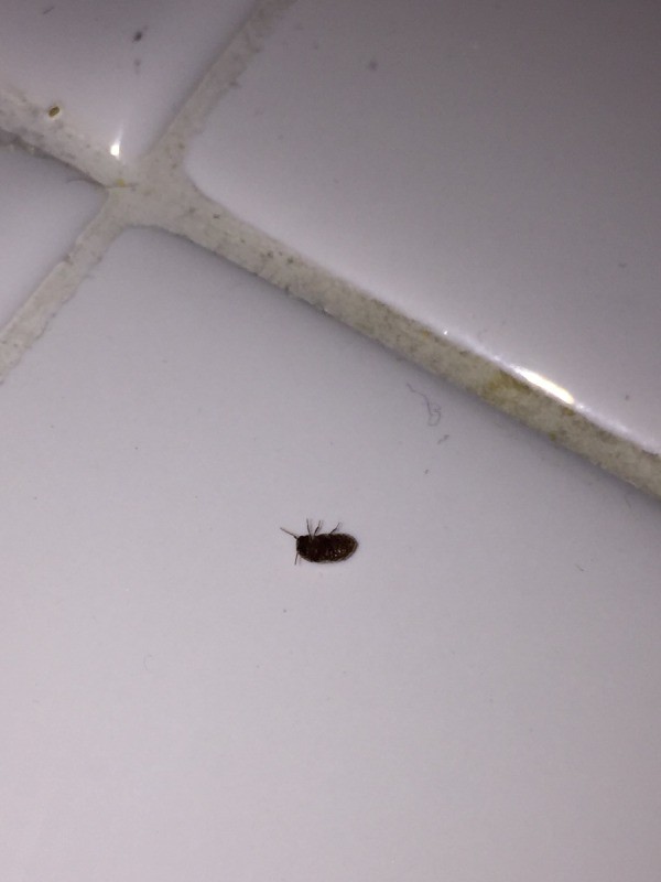 identifying_small_bugs_in_the_kitchen_3_l5