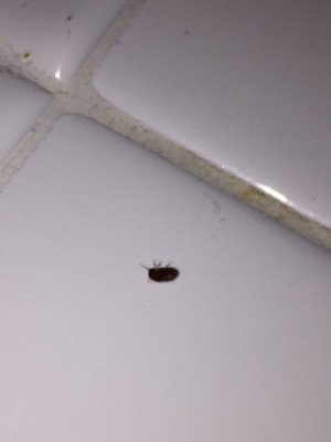 Identifying Small Bugs in the Kitchen