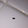 Identifying Small Bugs in the Kitchen