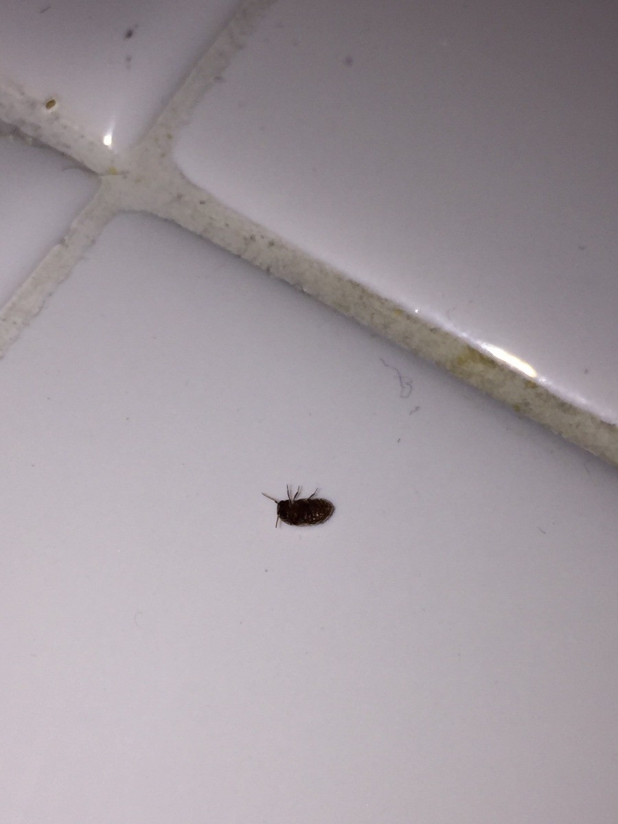 Identifying Small Bugs In The Kitchen 3 X5 
