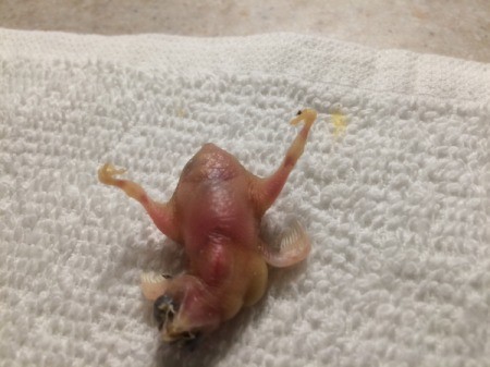 Baby Finch Deformed