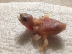 Baby Finch Deformed - featherless baby bird