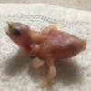 Baby Finch Deformed - featherless baby bird