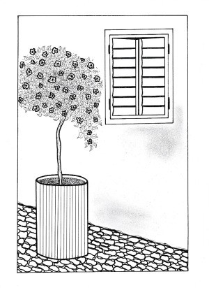 View on the Garden Adult Coloring Page - potted shrub against wall with shuttered window