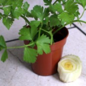 A potted vegetable next to the root end of a celery bunch.