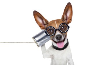 Small dog wearing glasses holding up a can phone.