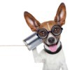 Small dog wearing glasses holding up a can phone.