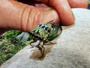 A large cicada being carefully held by a finger and thumb, outside.