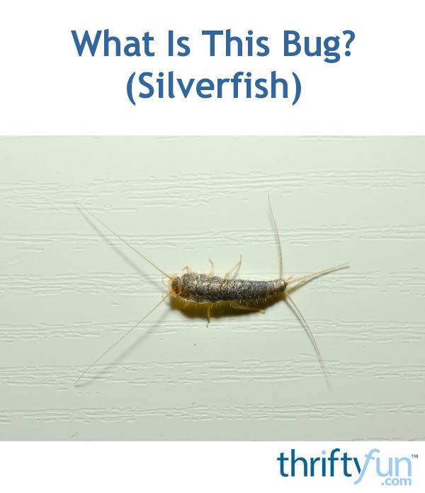 What Is This Bug? (Silverfish) | ThriftyFun