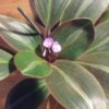 Identifying A Houseplant - plant with variegated leaves and tiny flowers