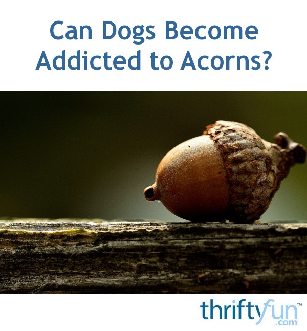 Can Dogs Addicted to Acorns? ThriftyFun