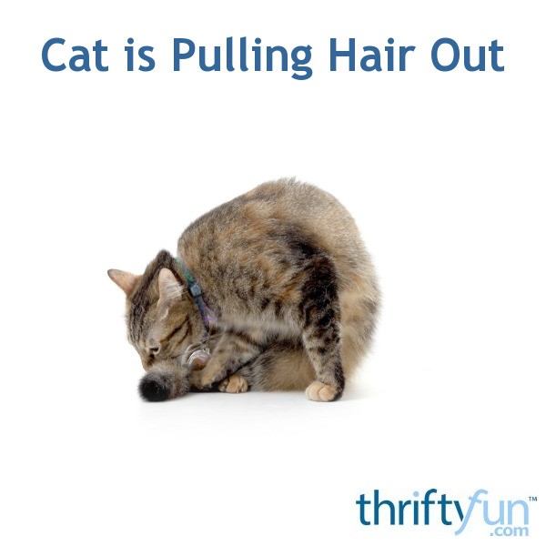 Cat Is Pulling Hair Out Thriftyfun