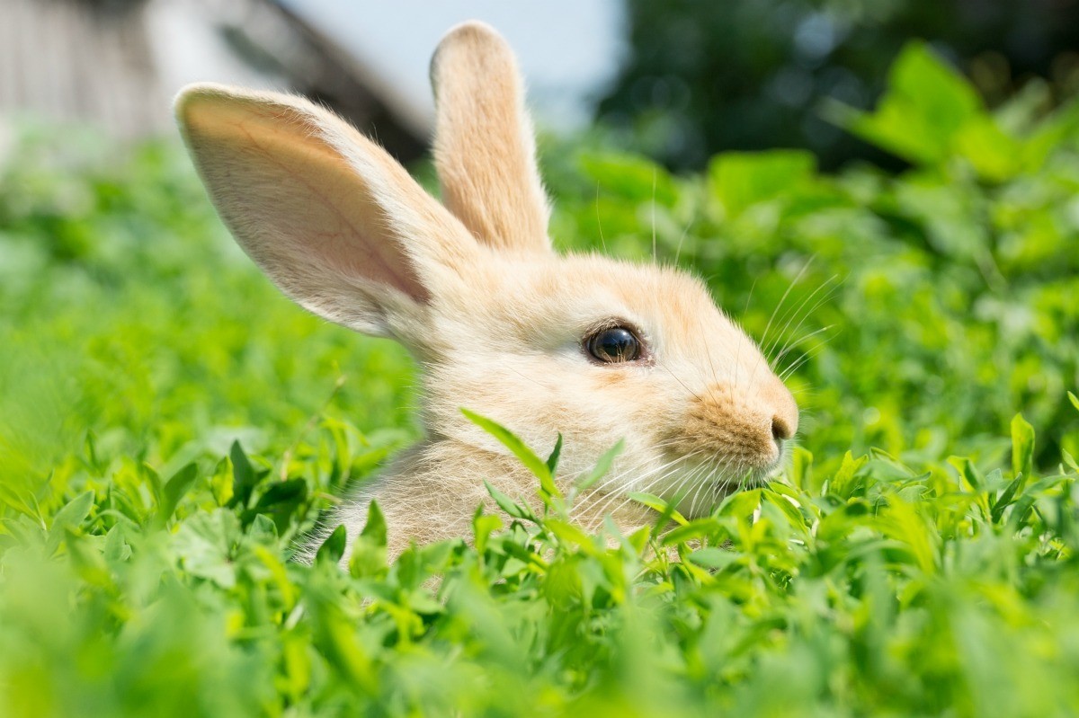 Treating Ear Mites in Rabbit Ears | ThriftyFun