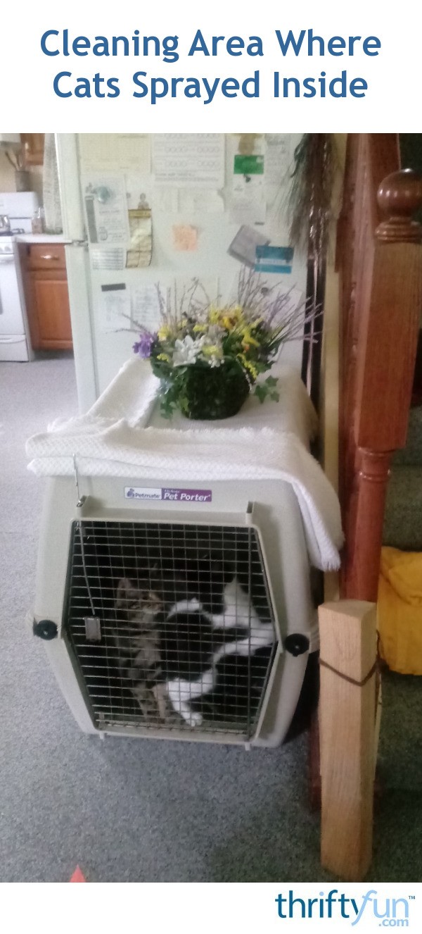 Cleaning Area Where Cats Sprayed Inside? ThriftyFun