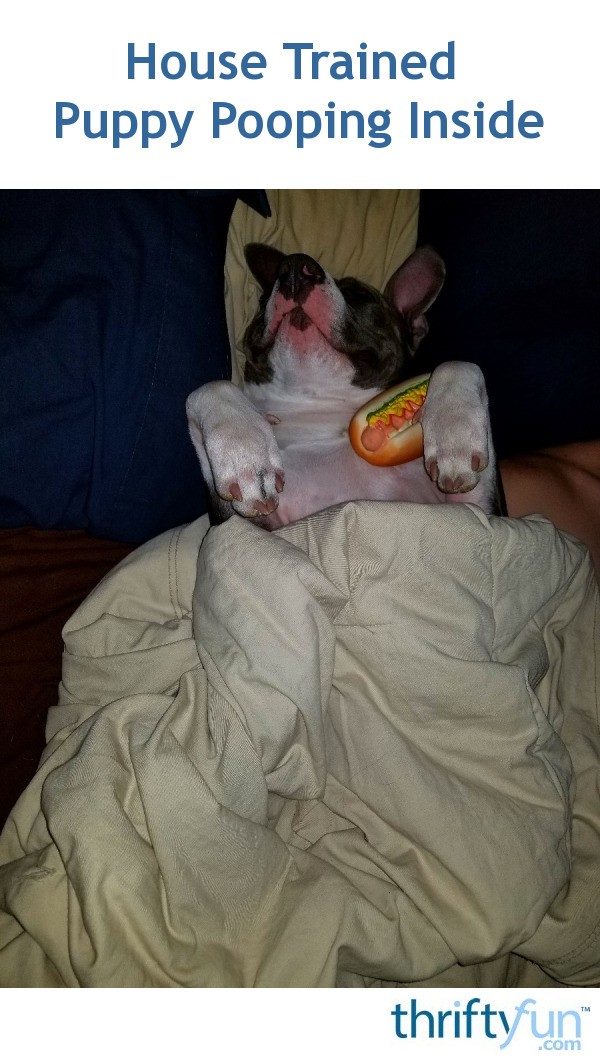 House Trained Puppy Pooping Inside? ThriftyFun